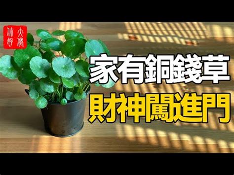 錢幣草風水|【銅錢草風水】教你四個擺放最佳位置 